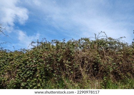 A large thicket of invasive Himalyan blackberry brambles, Vancouver Island, BC, Canada. Royalty-Free Stock Photo #2290978117