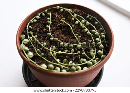 Senecio rowleyanus variegata, aka variegated string of pearls, propagated in soil. Green and white vining houseplant.  Royalty-Free Stock Photo #2290983795