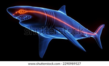 3d rendered illustration of great white shark anatomy - nervous system. plain black background. professional studio. lateral view