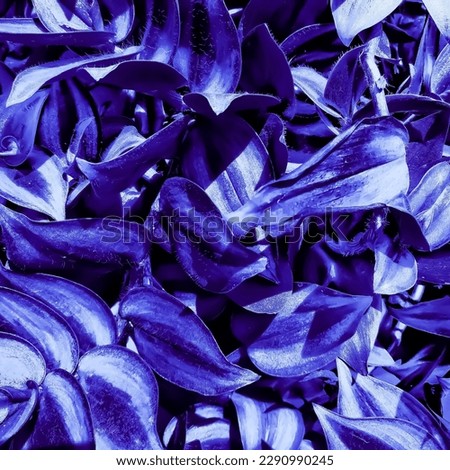 Tradescantia zebrina or wandering jew, (inchplant) home garden decorative plant. Purple blue violet leaves