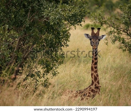 Beautiful giraffe looking at you