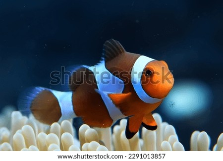 clown fish on an anemone underwater reef in the tropical ocean Royalty-Free Stock Photo #2291013857