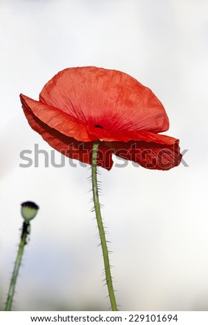 Red poppy bud on stem