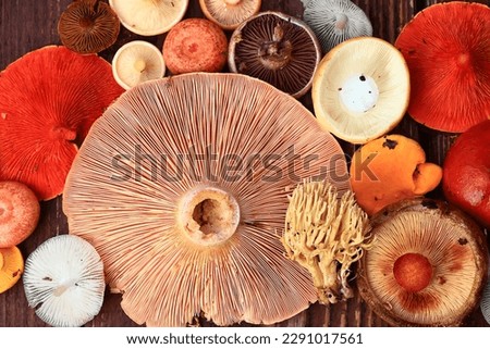 abstract background texture of very, many different mushrooms, inverted multicolored mushroom caps wallpaper