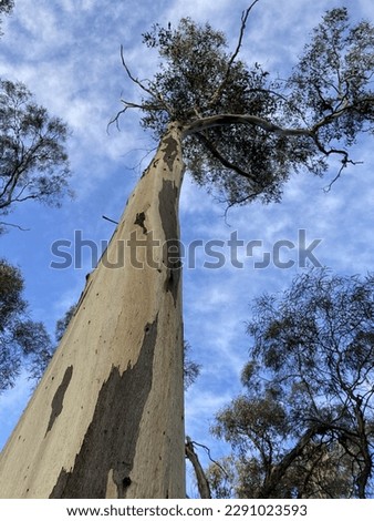 Manna gum eucalyptus tree trunk with branches and leaves at top and blue sky Royalty-Free Stock Photo #2291023593