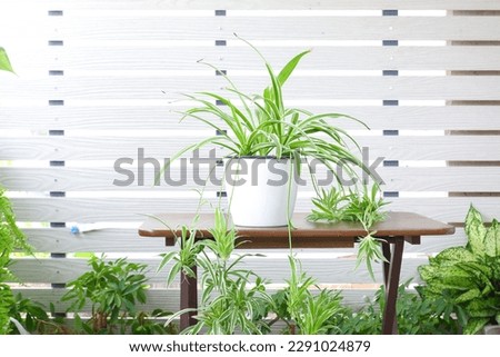 green chlorophytum comosum on white pot on wooden table white background Royalty-Free Stock Photo #2291024879