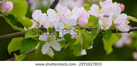 Flowers Apple tree close up. Beautiful panoramic Spring Nature poster, soft focus. Flowering time of Apple trees. Branch with Apple blossom on blur garden background. Scenic Wallpaper or Web banner