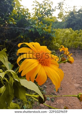 This is a picture of a yellow flower called wild sunflower in Sri Lanka. 