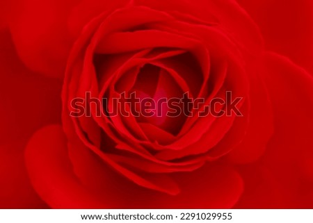 Blurred for background.Red rose background.Concept for Valentine Day.