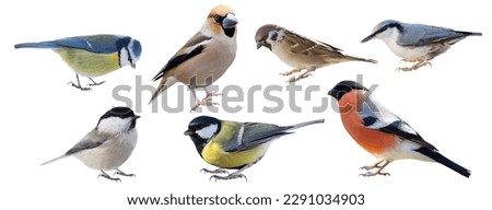 Close up of group of little birds isolated on white background