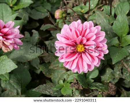 Beautiful close-up pictures of dahlias in various colors and arrangements, perfect for adding a pop of color to any project