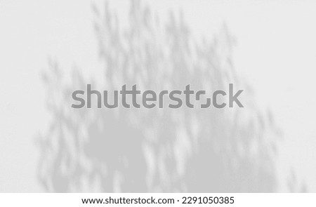 shadow of the leaf on white concrete wall background