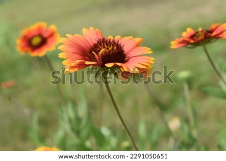 sunflower in india .Natural Red  flower 