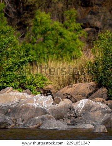 Smooth coated otter or Lutrogale perspicillata a vulnerable animal species of Mustelidae family pair playful on big rocks near river shore in natural scenic green background at forest of central india
