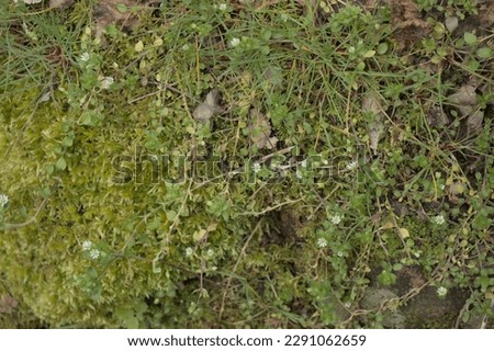 flowers twig moss green soft structure forest nature background texture stone overgrown with moss fence stone plants