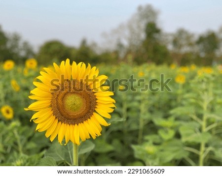 Focus on blooming sunflower growing in a field for a summer day sunrise. It can represent a symbol of pure love, and can absorb toxins both in the air and underground.