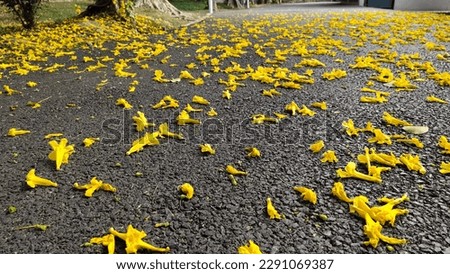 Falling yellow flowers on the black paved road beautiful background wilting transience