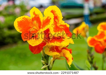 A view of a bunch of Canna Lillies in the Central Park in La Fortuna, Costa Rica in the dry season Royalty-Free Stock Photo #2291071487