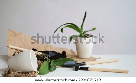 Phalaenopsis orchid transplant at home, seasonal garden care. Mini orchids, ceramic pots, garden tools and soil on a white table against a gray wall. Garden banner concept. Houseplant care Royalty-Free Stock Photo #2291071719