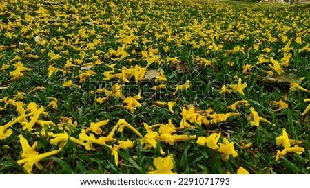 Yellow flowers fall on the green lawn. beautiful background wilting transience