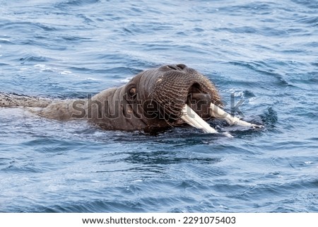 Adult walrus, Odobenus rosmarus, swimming in the Arctic Ocean off the coast of Svalbard. Side profile closeup showing the face emerging from the water.