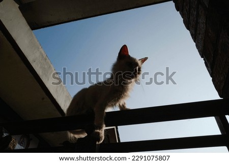 silhouette of a cat on the fence