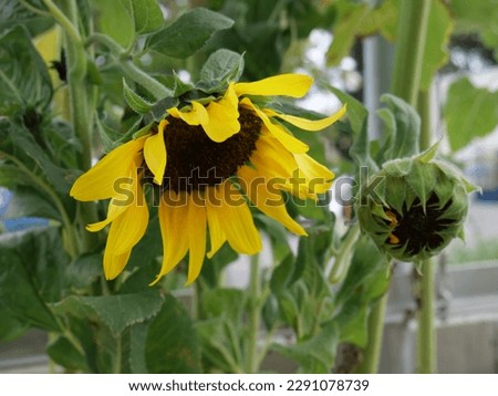 Beautiful and vibrant sunflower pictures that will brighten up any project.