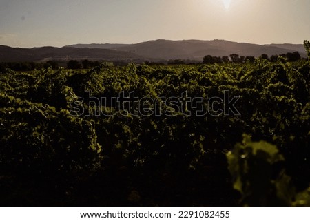 Discover our high-quality selection of vineyard stock photos, perfect for illustrating wine-related content or creating a cozy atmosphere. Choose your favorites and enjoy the beauty of vineyards.