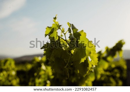 Discover our high-quality selection of vineyard stock photos, perfect for illustrating wine-related content or creating a cozy atmosphere. Choose your favorites and enjoy the beauty of vineyards.