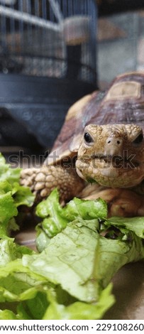 close up. sulcata tortoise. the tortoise is eating lettuce
