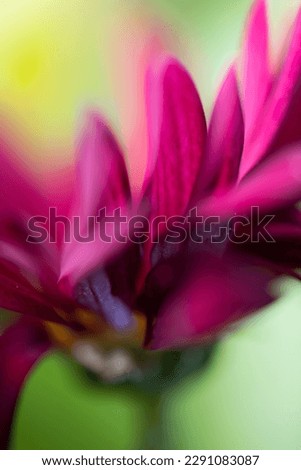 Macro Photography of a Flower Bouquet with a shallow depth of field showing the art side of flowers and the story telling, great for background use. brings out emotion. Taken in a studio setup