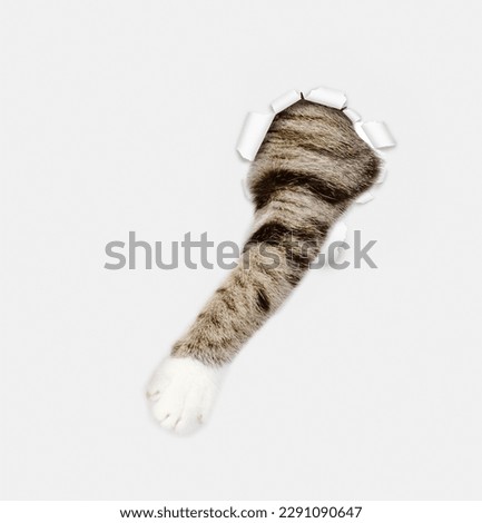 Kitten plays  through the hole in white paper. Curious cat's paw is stuck through a hole in the paper Royalty-Free Stock Photo #2291090647