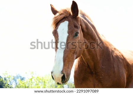 Close up of brown horse with white blaze. Royalty-Free Stock Photo #2291097089