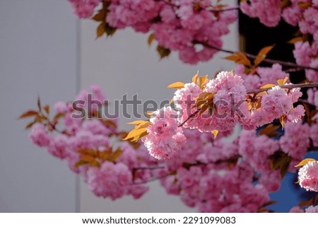 Bush of blooming cherry with pink flowers close to a modern building.