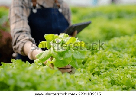 woman in the hydroponic vegetable farm grows wholesale hydroponic vegetables in restaurants and supermarkets, organic vegetables. new generations growing vegetables in hydroponics concept Royalty-Free Stock Photo #2291106315
