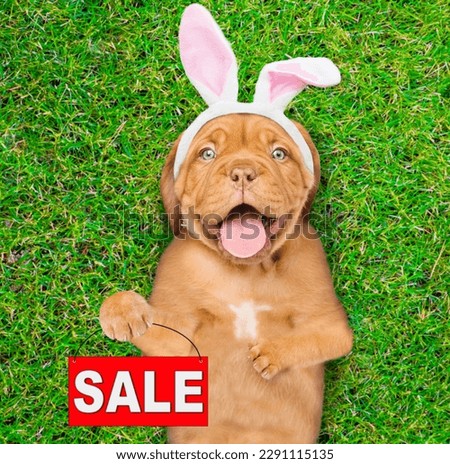 Happy mastiff puppy wearing easter rabbits ears shows signboard with labeled "sale" and lies on its back on summer green grass. Top down view