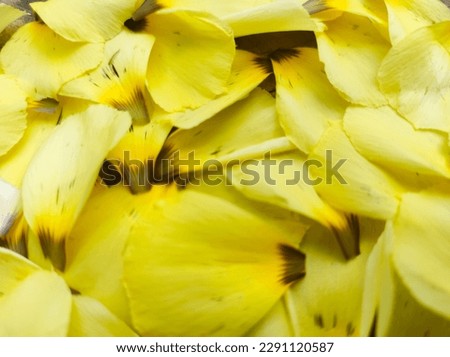 Defocused of yellow Turnera ulmifolia flower petals background