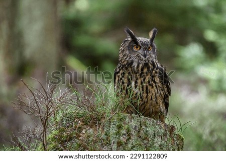 Portrait of brown, white and black colored Eurasian eagle-owl, Bubo bubo sibiricus, with orange eyes sitting on tree stump in a dark forest, dry grass, trees, blurry brown and yellow background