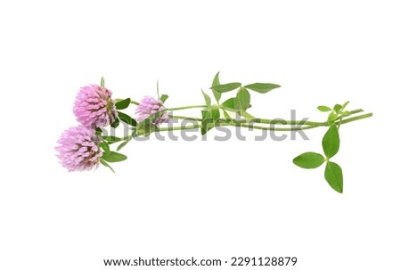 Clover or trefoil flower medicinal herbs isolated on white background