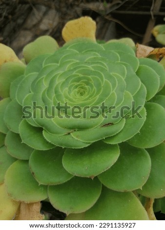 Beautiful green succulent with fractal geometry Royalty-Free Stock Photo #2291135927