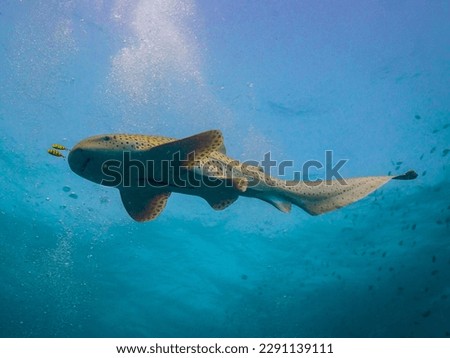 Leopard Shark Fly at Dive Site Shark Point, Phuket