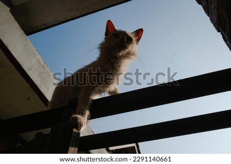 silhouette of a cat on the fence