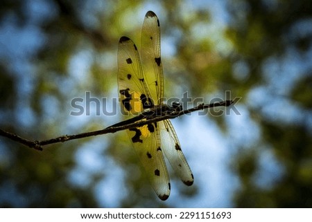 a yellow dragon fly sitting on a tiny little branch