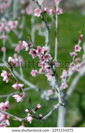 Selective focus of beautiful branches of pink Cherry blossoms on the tree. Nature floral background