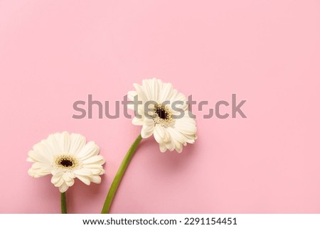 White gerbera flowers on pink background Royalty-Free Stock Photo #2291154451
