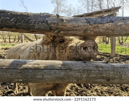 a pig posing for picture on a farm