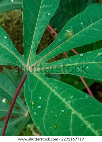 close up view of cassava leaves after rain
