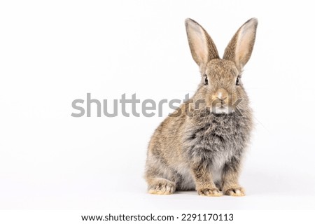 Healthy lovely baby bunny easter rabbit on white background. Cute fluffy rabbit on white background Animal symbol of easter day festival. Happy new year 2023 rabbit zodiac, chinese year of rabbit.
