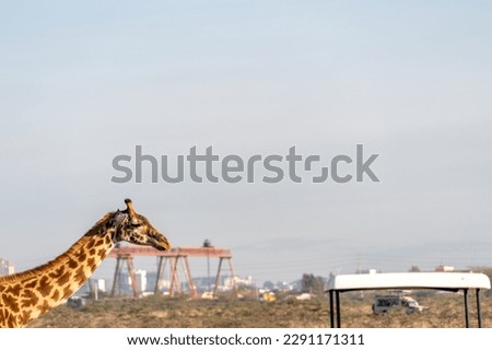 Unique composition of a giraffe in Nairobi National Park, towering over a safari vehicle, with the city skyline in background