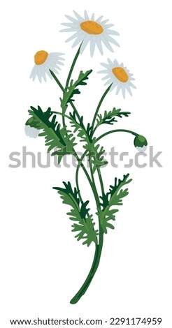 Chamomile clipart. Summer wildflower doodle. Cartoon vector botany illustration. Contemporary style drawing isolated on white..
